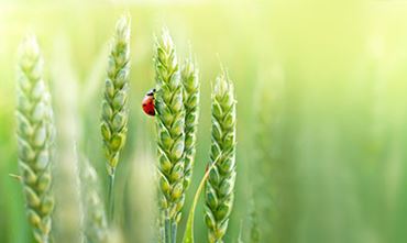 Focus on wheat ears and a ladybird